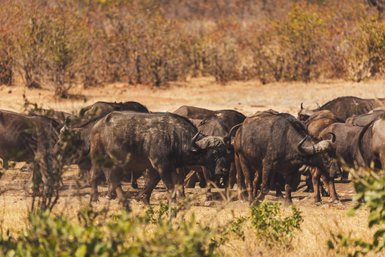 Herde von Büffeln in der Savanne während einer Self-Drive Safari im Krüger Nationalpark – Südafrika Familienreise