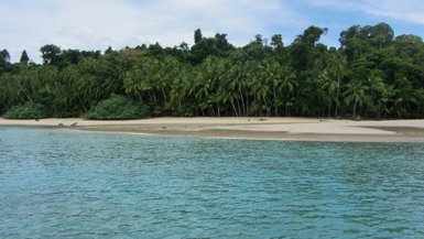 Ein ruhiger Strand mit feinem Sand und üppigen Palmen, umgeben von klarem, türkisfarbenem Wasser und grünem Dschungel.