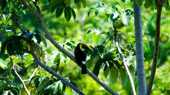 Bunter Tukan sitzt auf Ast in der Nähe von Uvita – Costa Rica mit Kindern