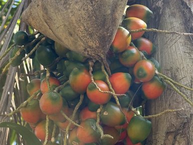 Eine Gruppe reifer, orange-grüner Früchte hängt an einer Palme, umgeben von grünen Blättern und einem sonnigen Hintergrund.