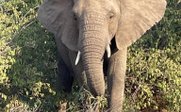 Ein majestätischer Elefant steht zwischen üppigem Grün, während er neugierig in die Umgebung blickt.