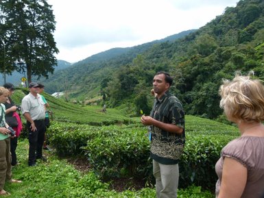 Ein Guide gibt spannende Einblicke in den Teeanbau auf einer Plantage der Cameron Highlands – Malaysia & Borneo mit Kindern