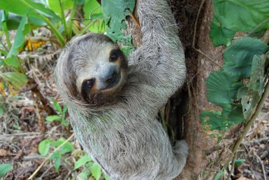 Neugieriges Faultier blickt aus dem Regenwald – Costa Rica Familienreise