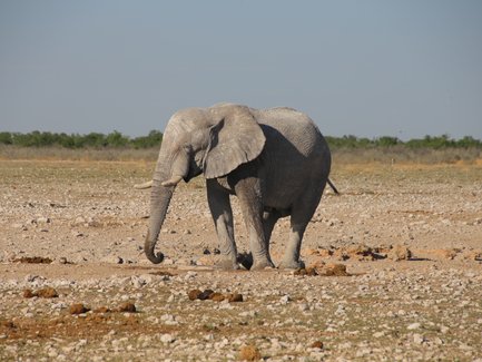 Ein Elefant steht ruhig in der Landschaft - Namibia Familienurlaub