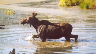 Ein Elch steht im flachen Wasser, während er mit dem Kopf nach oben schaut, um die Umgebung zu beobachten.