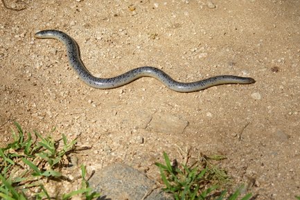 Eine schlanke Schlange mit einem glänzenden, gestreiften Körper kriecht über einen sandigen Boden, umgeben von grünem Gras.