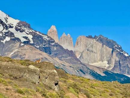 Ein Guanako steht auf einem Felsen, während majestätische Berge im Hintergrund unter einem klaren blauen Himmel thronen.
