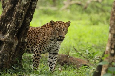 Ein Leopard blickt aufmerksam im Nationalpark – Sri Lanka Familienreise