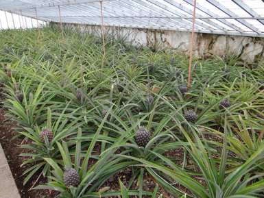 In einem Gewächshaus wachsen zahlreiche Ananas-Pflanzen, die reife Früchte tragen, umgeben von üppigem, grünem Laub.
