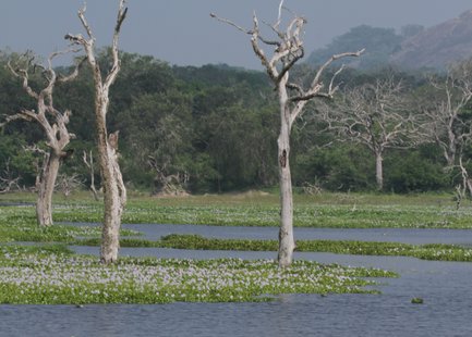 Stiller See im Yala Nationalpark umgeben von Natur – Sri Lanka Familienreise