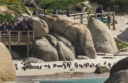 Viele Pinguine auf dem Sandstrand am Boulders Beach – Südafrika Familienreise