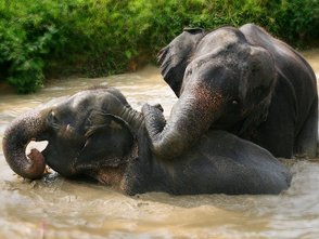 Verspielte Elefanten plantschen und tauchen im kühlen Wasser – Thailand Reise mit Kindern
