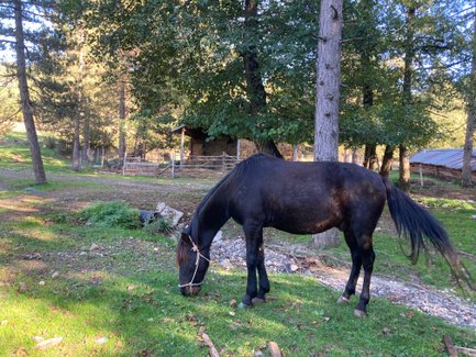 Ein schwarzes Pferd grast friedlich auf einer grünen Wiese, umgeben von Bäumen und einem rustikalen Stall im Hintergrund.