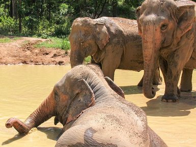Elefanten genießen ein erfrischendes Bad im Fluss – Thailand Reise mit Kindern