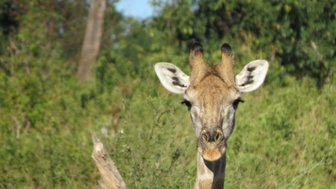 Eine Giraffe steht majestätisch im Vordergrund, umgeben von üppigem, grünem Laub und sanften Lichtverhältnissen.