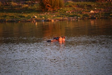Flusspferd zeigt Kopf über der Wasseroberfläche in der Buffelsdrift Game Lodge – Garden Route Reise mit Kindern