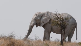 Ein Elefant steht ruhig in der Landschaft - Namibia Familienurlaub