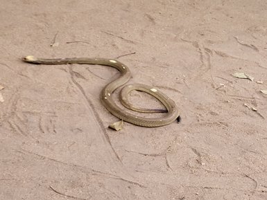 Schlange windet sich vorsichtig über den heißen Sand in der südafrikanischen Savanne – Südafrika mit Kindern