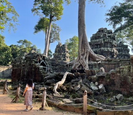 Wurzelbaum umschlingt die Ruinen von Angkor Wat – Kambodscha Familienreise