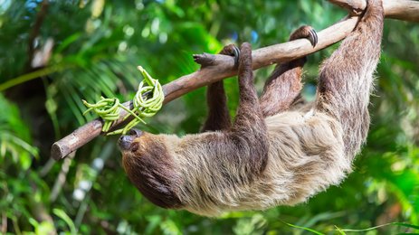 Faultier ruht gemütlich in den Ästen des Regenwalds – Costa Rica Reise mit Kindern