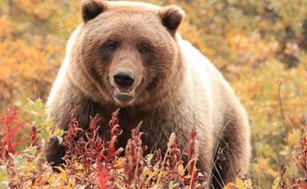 Braunbär in Natur - Westkanada mit Kindern