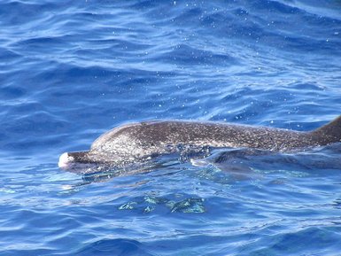 Ein Delfin schwimmt elegant durch das blaue Meer – Garden Route Reise mit Kindern