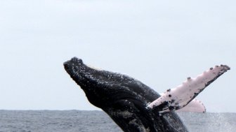 Ein Buckelwal springt majestätisch aus dem Wasser, seine schwarze Haut glänzt im Sonnenlicht, während Wassertropfen spritzen.