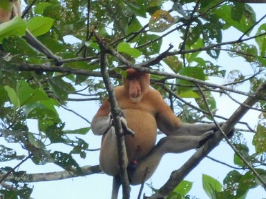 Nasenaffe ruht auf einem Baum im grünen Blätterdach des Dschungels – Malaysia & Borneo Familienreise