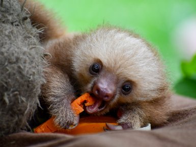 Junges Faultier frisst im Jaguar Rescue Center bei Puerto Viejo de Talamanca – Costa Rica Reise mit Kindern