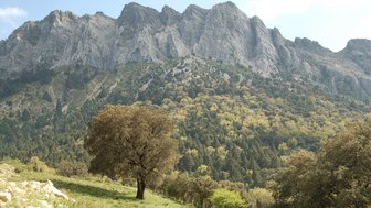 Ein majestätisches Gebirge erhebt sich über eine grüne Landschaft, mit einem einzelnen Baum im Vordergrund.