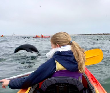 Ein Mädchen im Kayak beobachtet eine Robbe - Namibia Urlaub mit Kindern