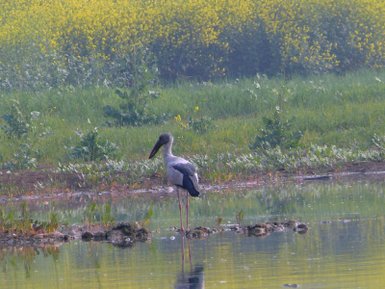 Ein Storch steht am Ufer eines ruhigen Gewässers, umgeben von üppigem, grünem Gras und gelben Blumen im Hintergrund.
