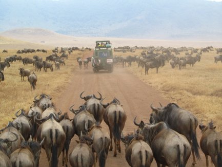 Gnuherde zieht während der Großen Migration – Tansania Familienreise