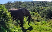 Elefant in grüner Landschaft - Garden Route for family - Garden Route mit Kindern