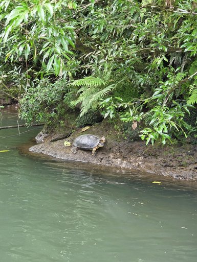 Eine Schildkröte sitzt am Ufer eines ruhigen Flusses, umgeben von üppigen grünen Pflanzen und Farnen.