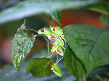 Zwei Frösche mit roten Augen sitzen auf grünem Blatt – Costa Rica Familienreise