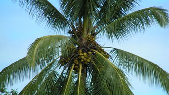 Eine hohe Kokosnusspalme mit üppigen, grünen Blättern und reifen, gelben Kokosnüssen, die in der Sonne leuchten.