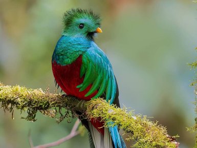 Ein prächtiger Quetzal sitzt auf einem moosbedeckten Ast, seine leuchtenden Farben strahlen in der sanften Lichtstimmung.