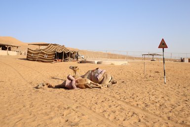 Ruhende Kamele neben Zelten in der Wüste Omans – Oman Familienreise
