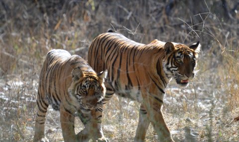 Zwei Tiger bewegen sich durch hohes Gras, ihre markanten Streifen leuchten im Sonnenlicht und zeigen ihre majestätische Präsenz.