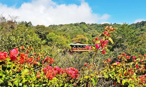 Costa Rica Familienreise mit Kindern - Monteverde - Cloud Forest Lodge - Landschaft