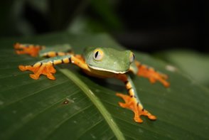 Grüner und orangefarbener Frosch sitzt auf einem Blatt – Costa Rica Familienreise