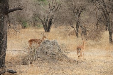 Gazellen im Tarangire-Nationalpark – Tansania Familienreise