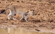 Ein Leopard schreitet vorsichtig über den trockenen, rissigen Boden in der Nähe eines kleinen Wasserbeckens.