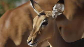 Ein Antilope mit einem sanften Gesichtsausdruck steht im Vordergrund, während eine andere im Hintergrund verschwommen ist.