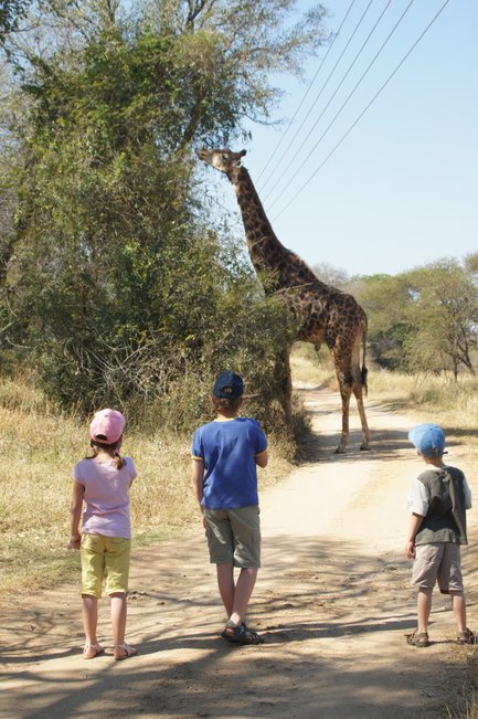 Kinder stehen fasziniert vor einer Giraffe in einem südafrikanischen Wildreservat – Südafrika Reise mit Kindern