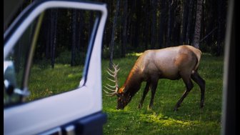 Ein Wapiti grast friedlich auf einer grünen Wiese, umgeben von hohen Bäumen im Hintergrund.