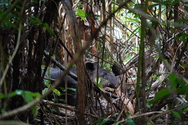 Tapir entdeckt im dichten Grün des Corcovado-Nationalparks – Costa Rica Familienreise