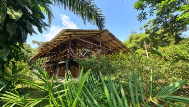 Ein rustikales Holzhaus mit einem schrägen Dach steht umgeben von üppigem, grünem Dschungel und strahlend blauem Himmel.