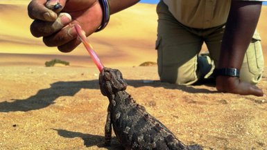 Ein Gecko frisst eine Fliege von der Hand - Namibia Urlaub mit Kindern